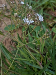 Gypsophila fastigiata