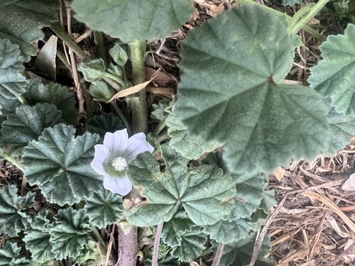 Foto de Malva-branca
