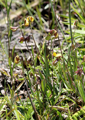 Crotalaria rotundifolia
