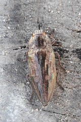 Chalcophora mariana massiliensis