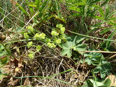 Alchemilla glaucescens