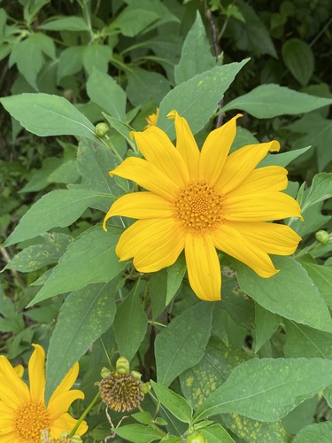 Tithonia diversifolia