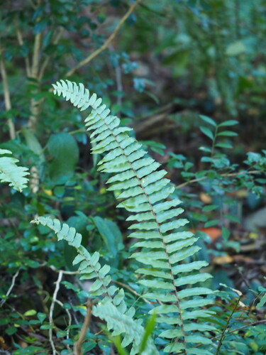Asian swordfern (Nephrolepis brownii)