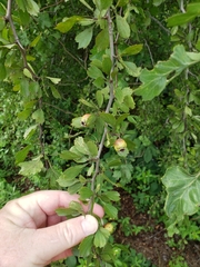 Crataegus alabamensis