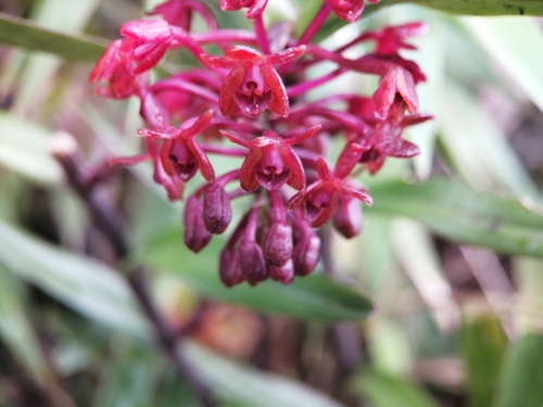 Epidendrum alfonsopozoi Hágsater & Dodson