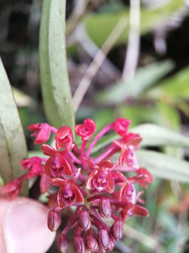 Epidendrum alfonsopozoi Hágsater & Dodson 2