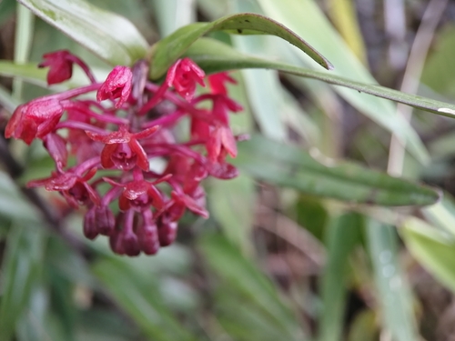 Epidendrum alfonsopozoi Hágsater & Dodson 3