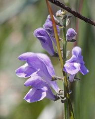 Scutellaria integrifolia