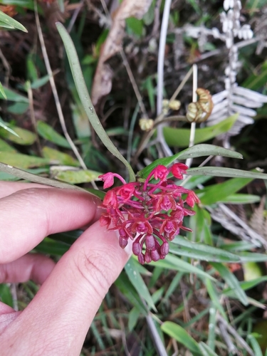 Epidendrum alfonsopozoi Hágsater & Dodson 4