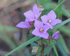 Rhexia nuttallii