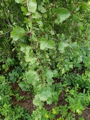 Crataegus alabamensis
