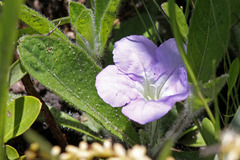 Ruellia ciliosa