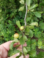 Crataegus alabamensis