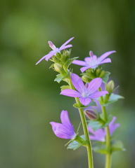 Triodanis perfoliata