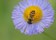 Erigeron quercifolius