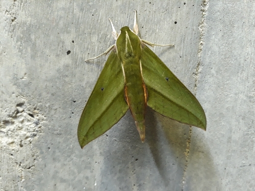 Xylophanes virescens