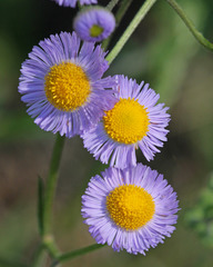 Erigeron quercifolius