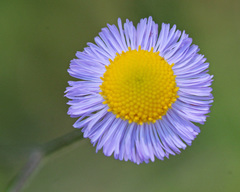 Erigeron quercifolius