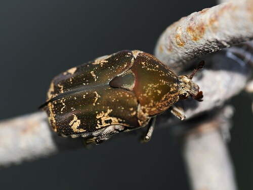 Mango Flower Beetle