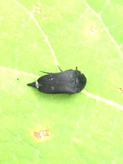 Mordella quadripunctata