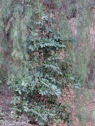 Foto de Carapinha