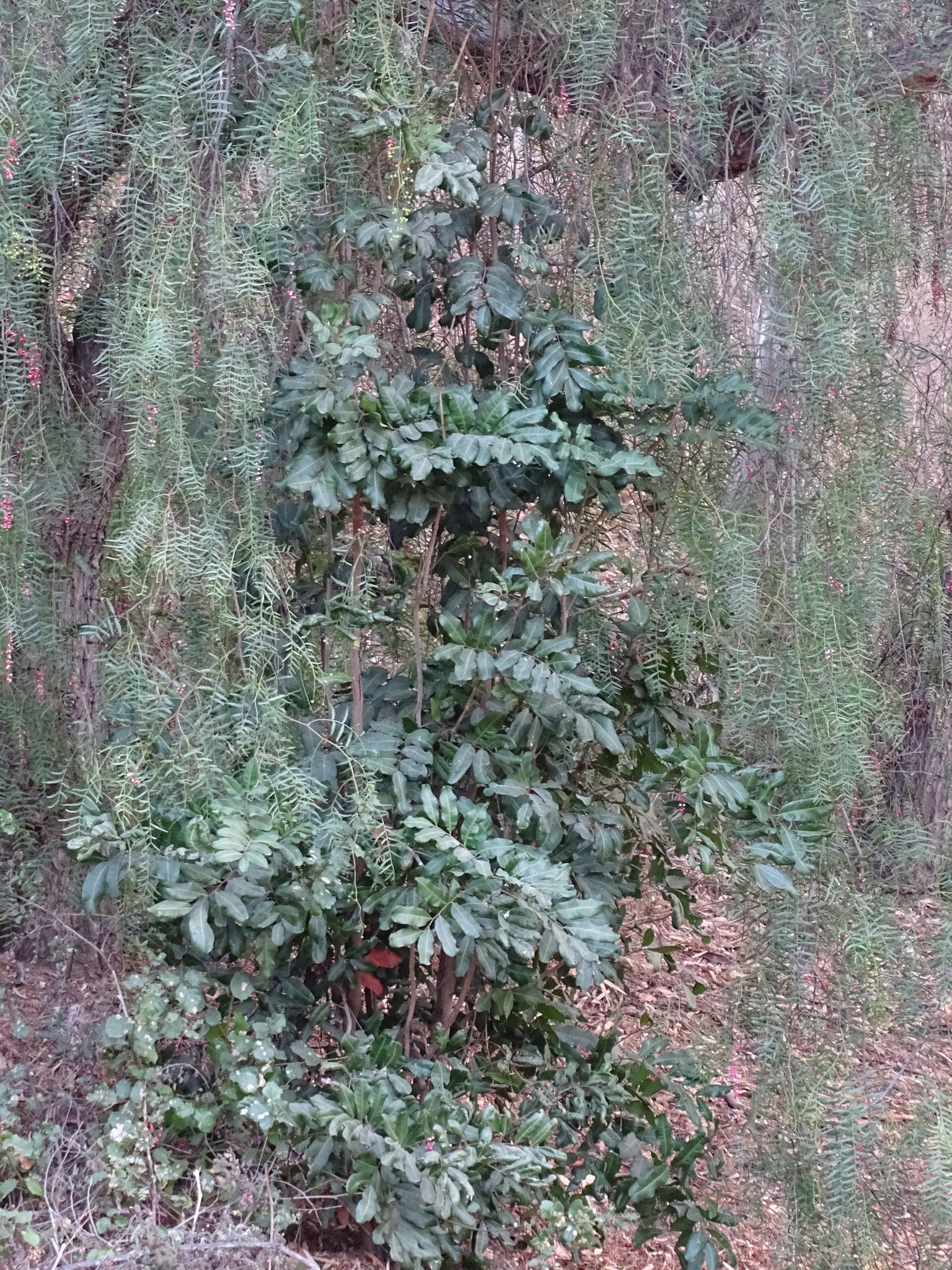 Imagem de Carapinha