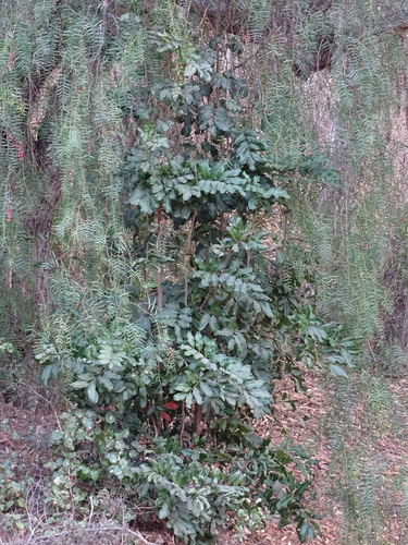 Foto de Carapinha