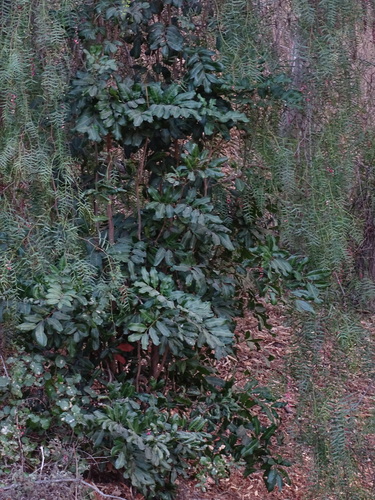 Foto de Carapinha