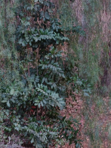 Foto de Carapinha