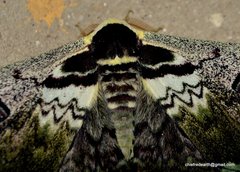 Saturnia zuleika