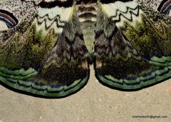 Saturnia zuleika