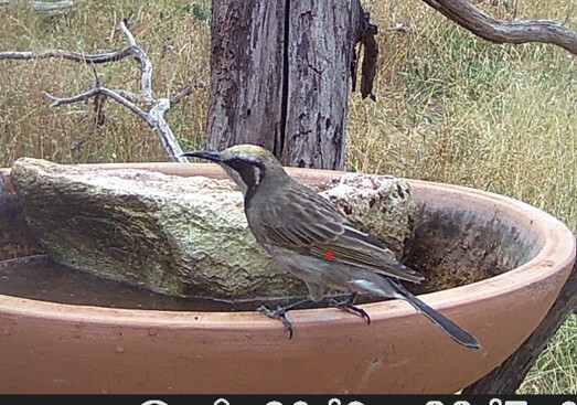 Tawny-crowned Honeyeater (Gliciphila melanops), photo 10