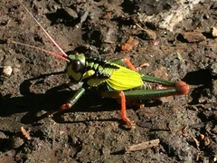 Cibotopteryx