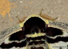 Saturnia zuleika