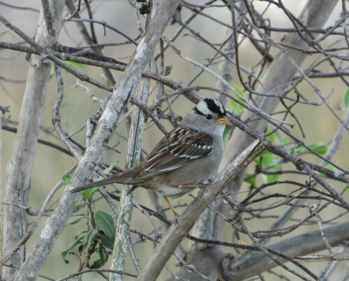 iNaturalist observation photo of White-crowned Sparrow