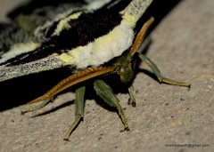 Saturnia zuleika