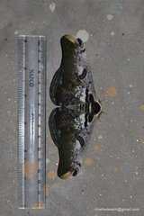 Saturnia zuleika