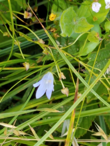 Image of Eastwoodiella californica by (c) Monica Schwalbenberg-Peña, some rights reserved (CC BY)