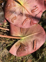 Ampullaceana balthica