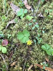 Ranunculus lapponicus