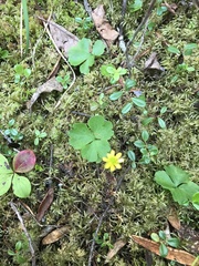 Ranunculus lapponicus