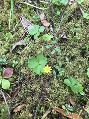 Ranunculus lapponicus