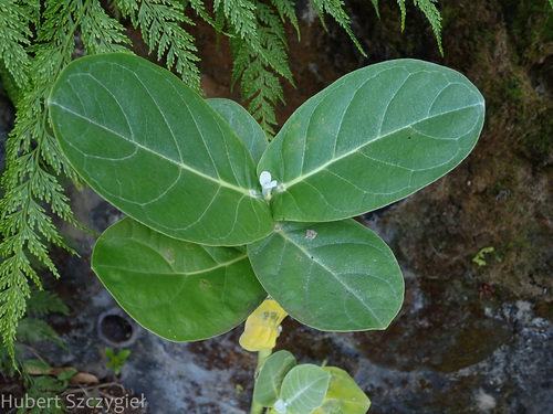 Foto de Flor-de-seda