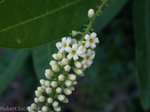 Foto de Fiddlewood