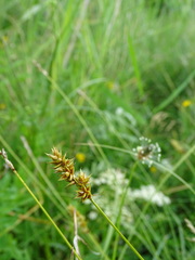 Carex spicata