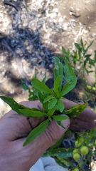 Solanum pseudocapsicum