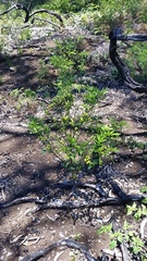 Solanum pseudocapsicum