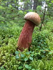 Aureoboletus projectellus