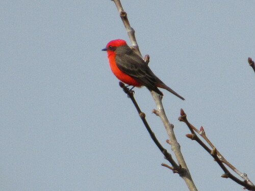 iNaturalist observation photo of Vermilion Flycatcher