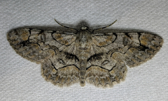 Iridopsis larvaria